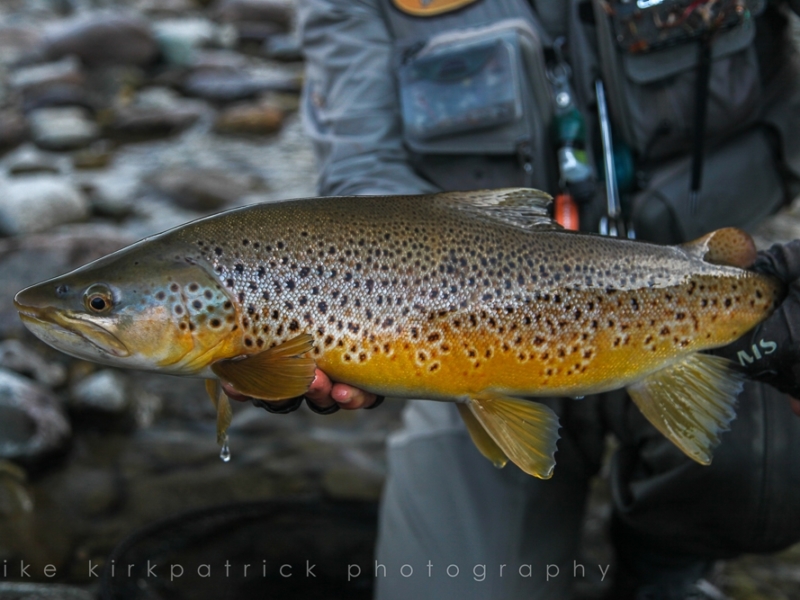 Showing big trout